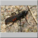 Anoplius viaticus - wegwespe-37b 11mm Sandgrube Niedringhaussee.jpg